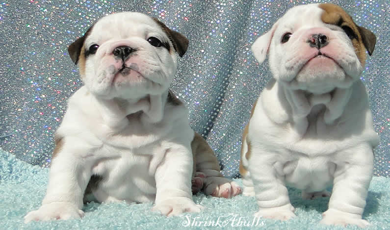 english bulldog puppies pictures